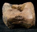 Edmontosaurus (Hadrosaur) Caudal Vertebrae - Montana #12682-3